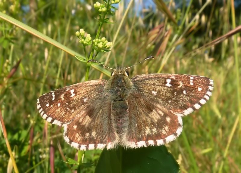 da id: Pyrgus armoricanus???